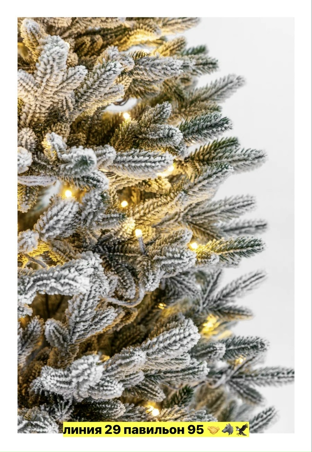 transparent